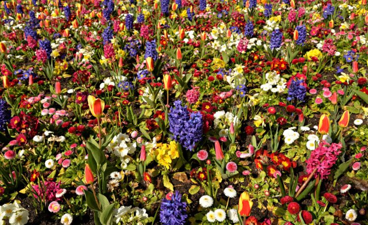 colorful, Flowers, Plants HD Wallpaper Desktop Background