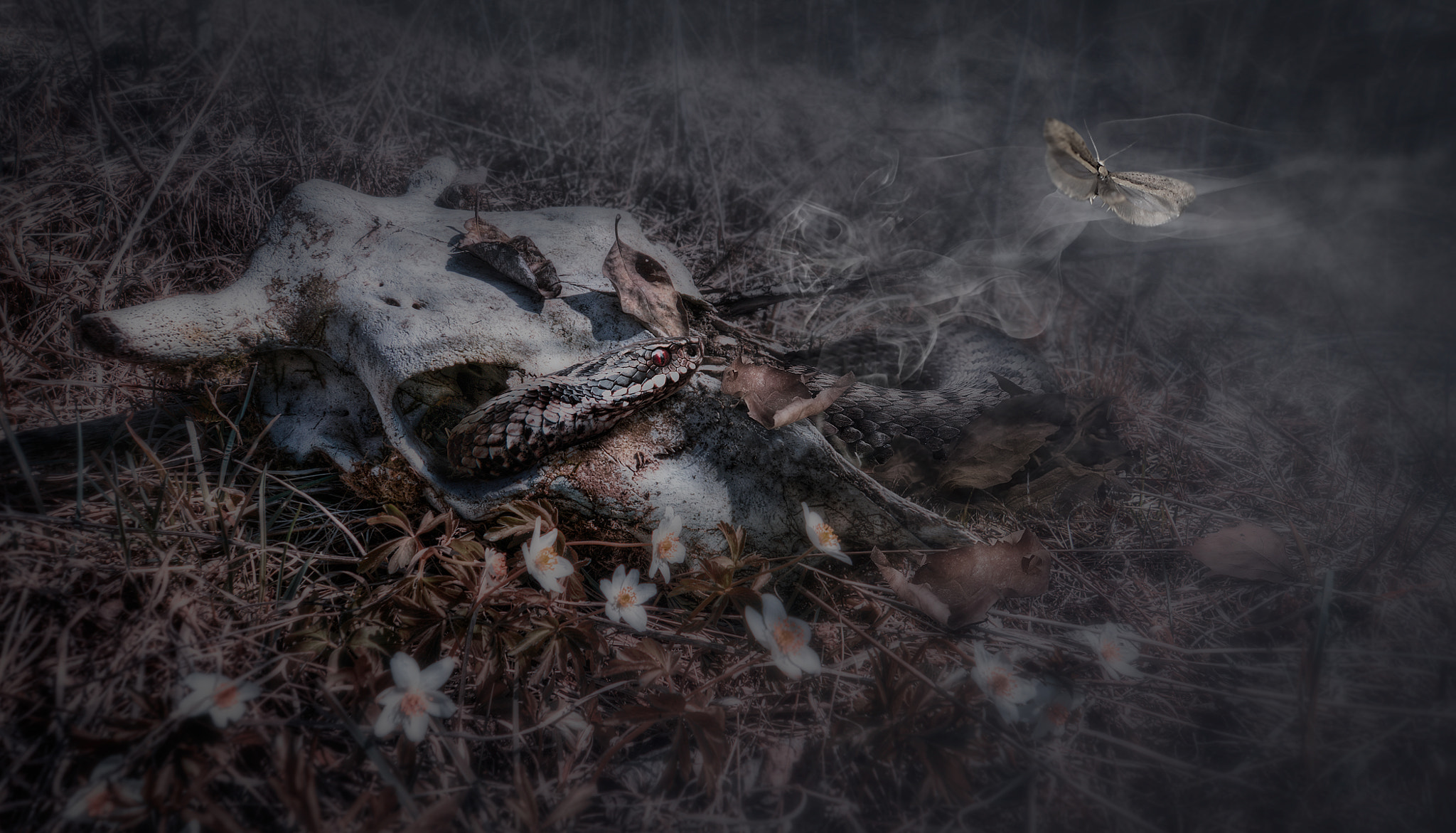 Andrey Mikhaylov, 500px, Death, Snake Wallpaper