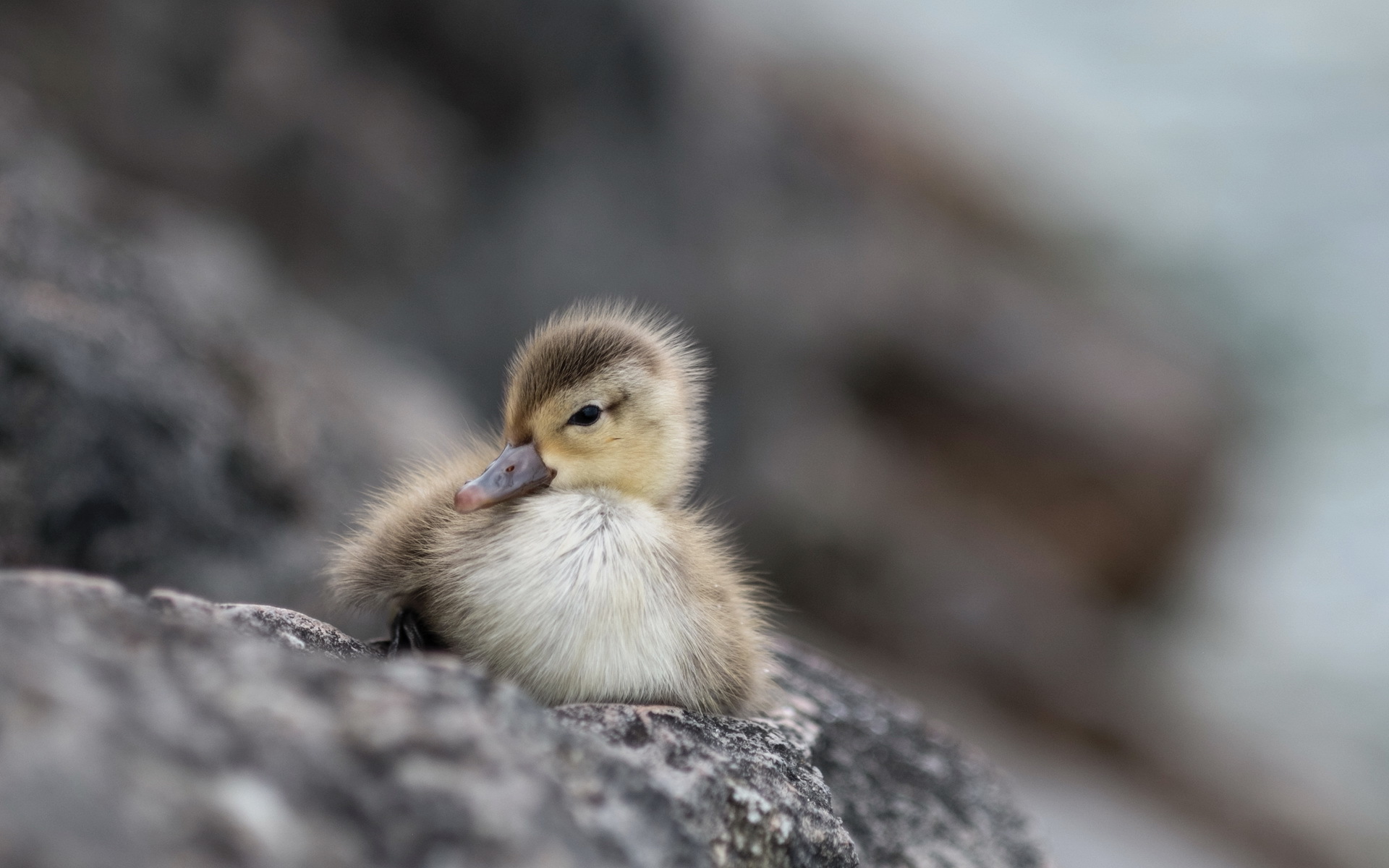 baby animals, Duck, Animals Wallpaper