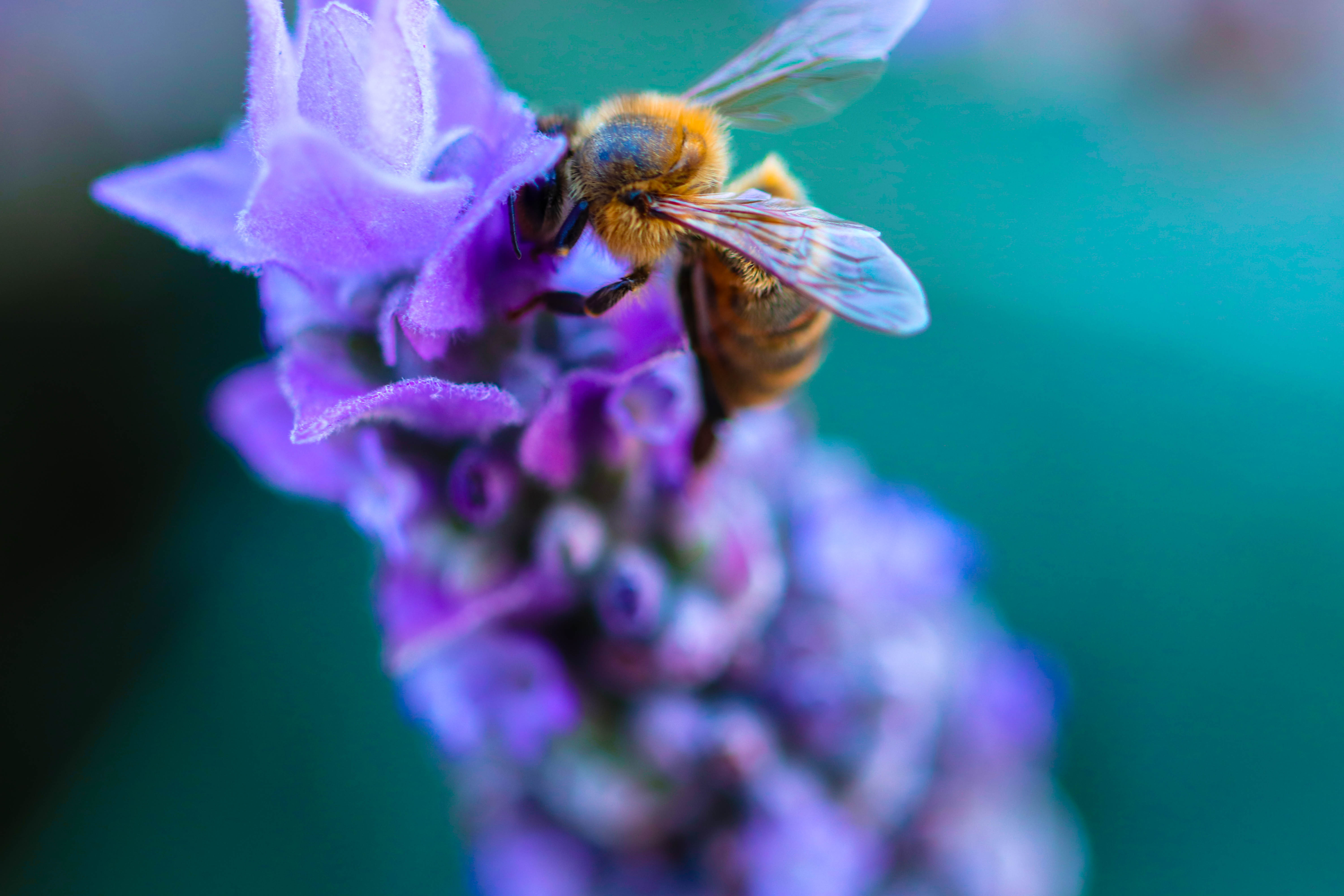 macro, Plants, Closeup, Insect, Bees Wallpaper