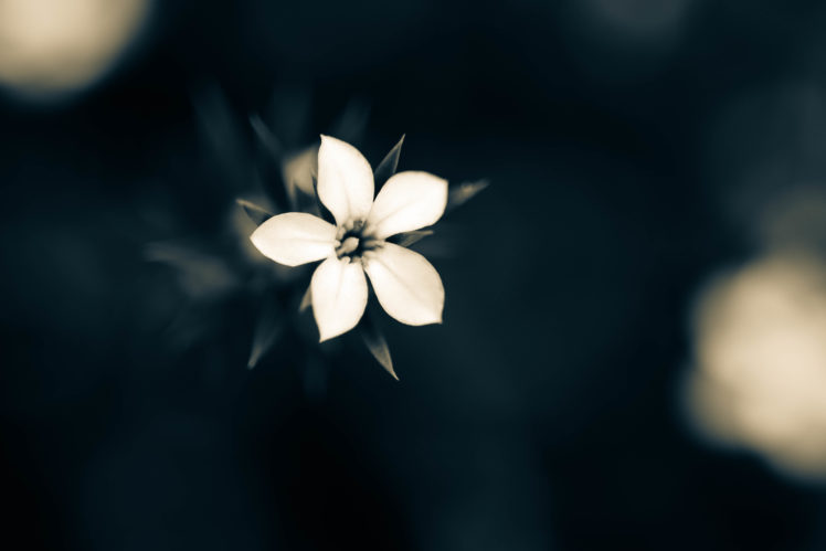 macro, Plants, White flowers, Closeup HD Wallpaper Desktop Background