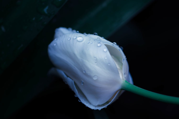 plants, White flowers, Tulips, Closeup HD Wallpaper Desktop Background