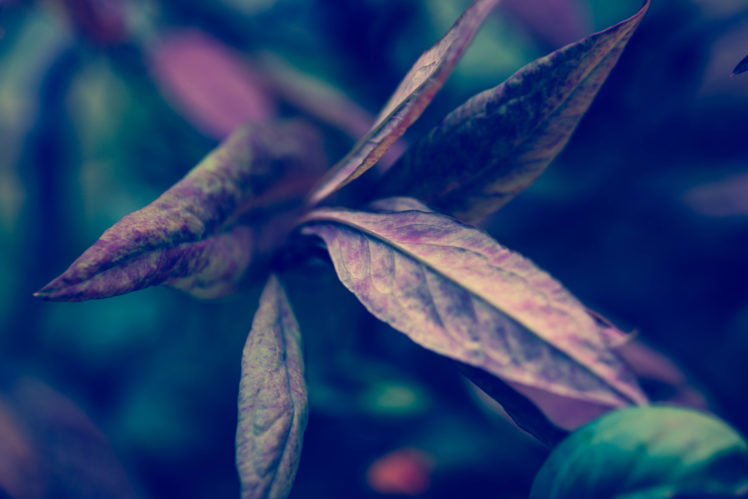 macro, Plants, Closeup HD Wallpaper Desktop Background