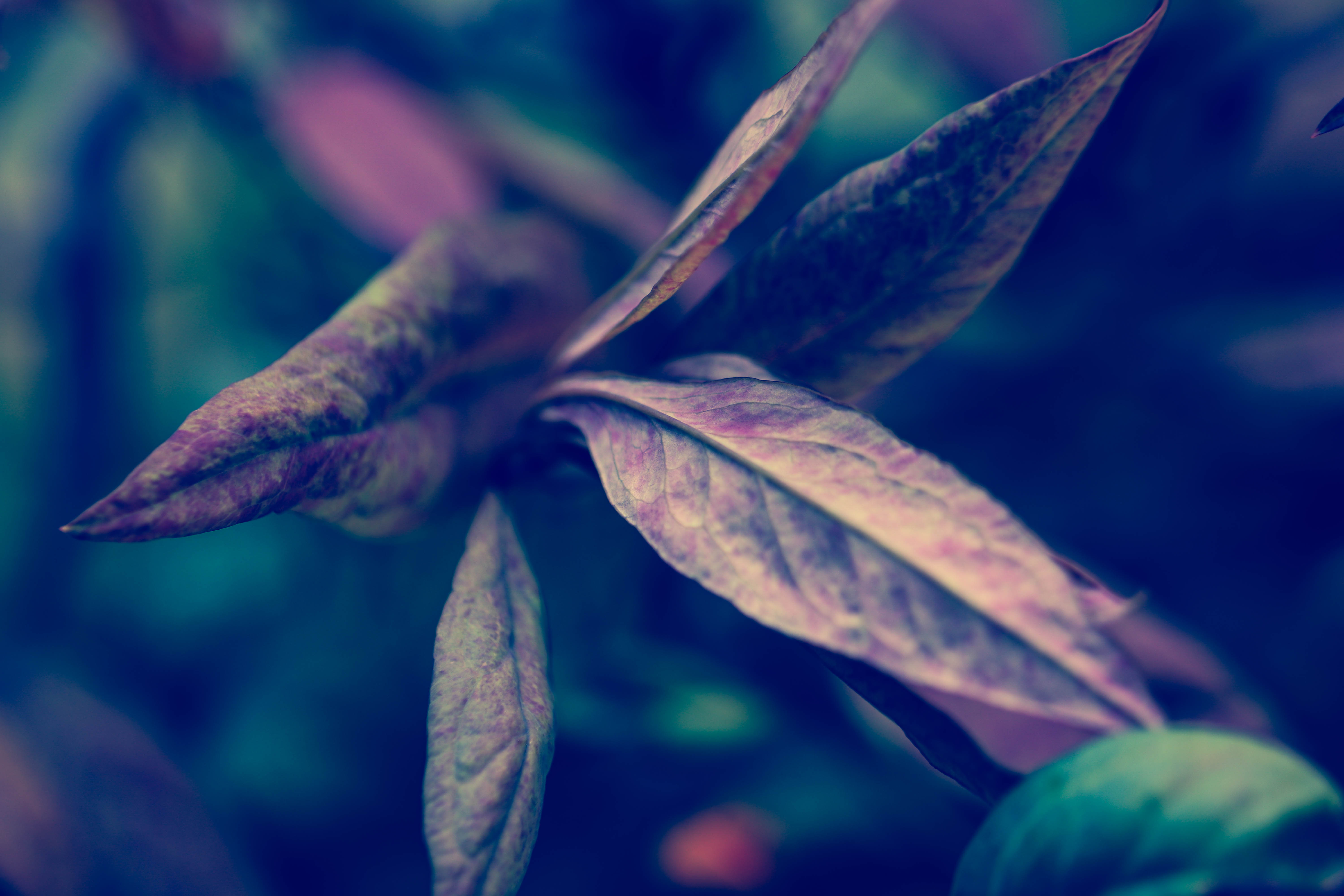 macro, Plants, Closeup Wallpaper