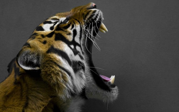 animals, Roar, Tiger HD Wallpaper Desktop Background