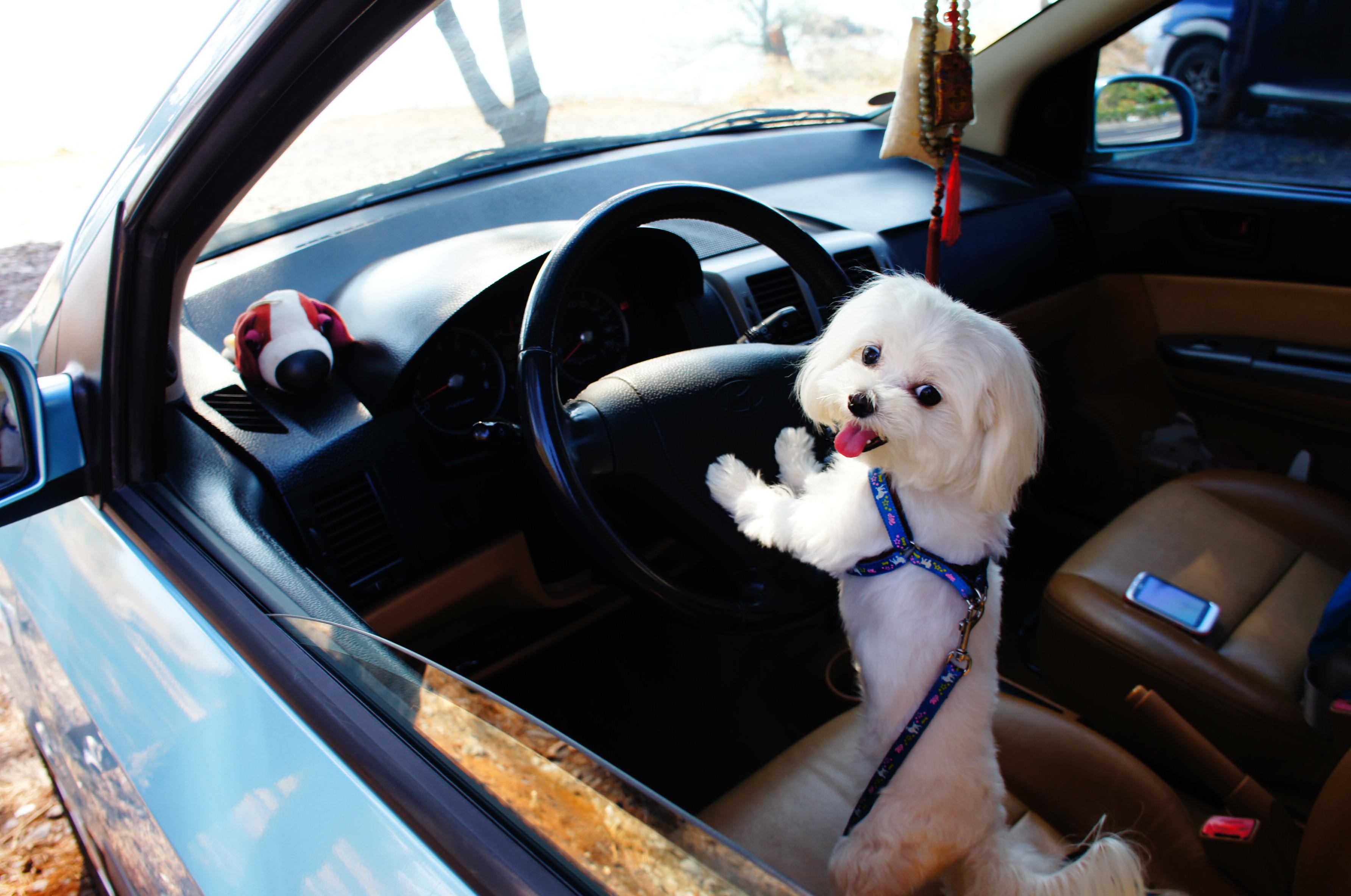Веселые новинки в машину. Собака за рулем. Щенок в машине. Автомобиль собака. Собака в авто.