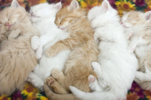 cat, Sleeping, Animals