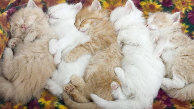 cat, Sleeping, Animals HD Wallpaper Desktop Background