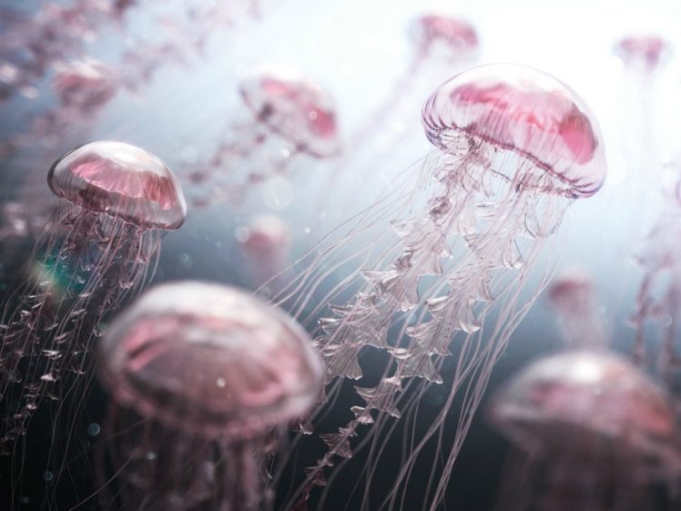 jellyfish, Water, Drawing HD Wallpaper Desktop Background