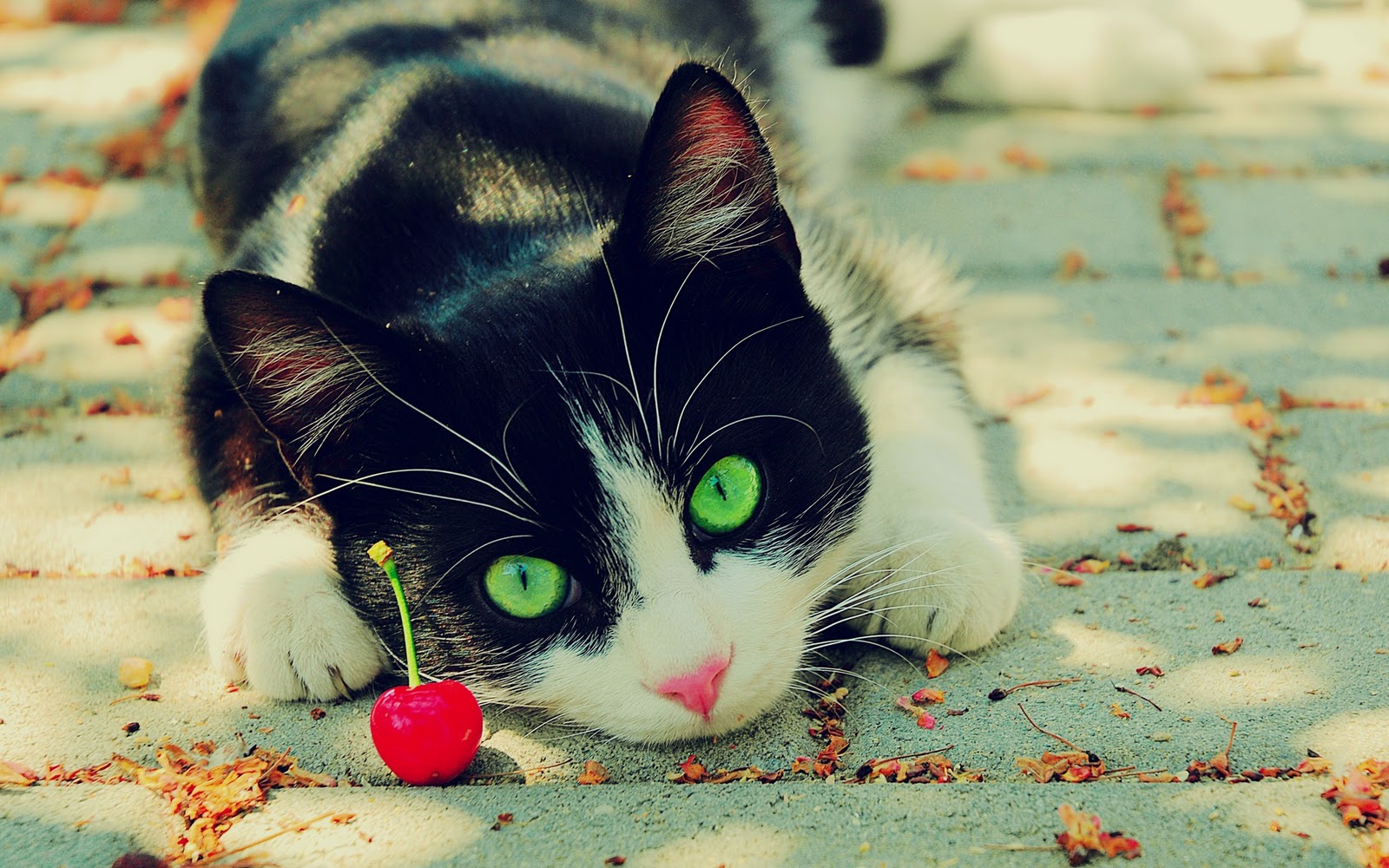 cat, Depth of field, Animals Wallpaper