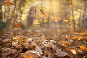 fall, Nature, Leaves, Depth of field, Wind, Forest