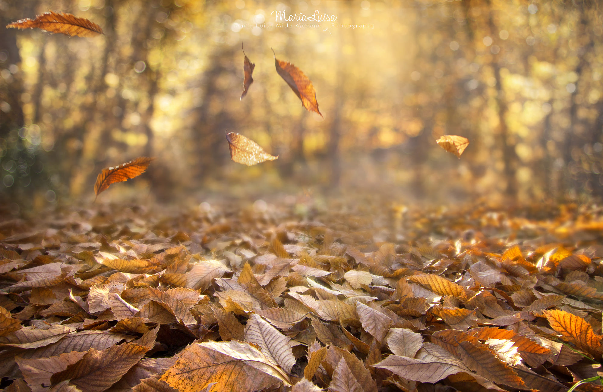fall, Nature, Leaves, Depth of field, Wind, Forest Wallpaper
