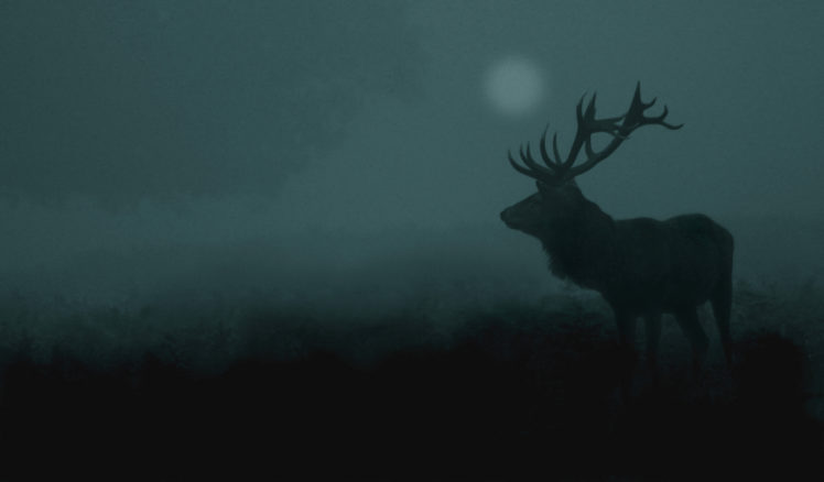 deer, Nature, Antlers HD Wallpaper Desktop Background