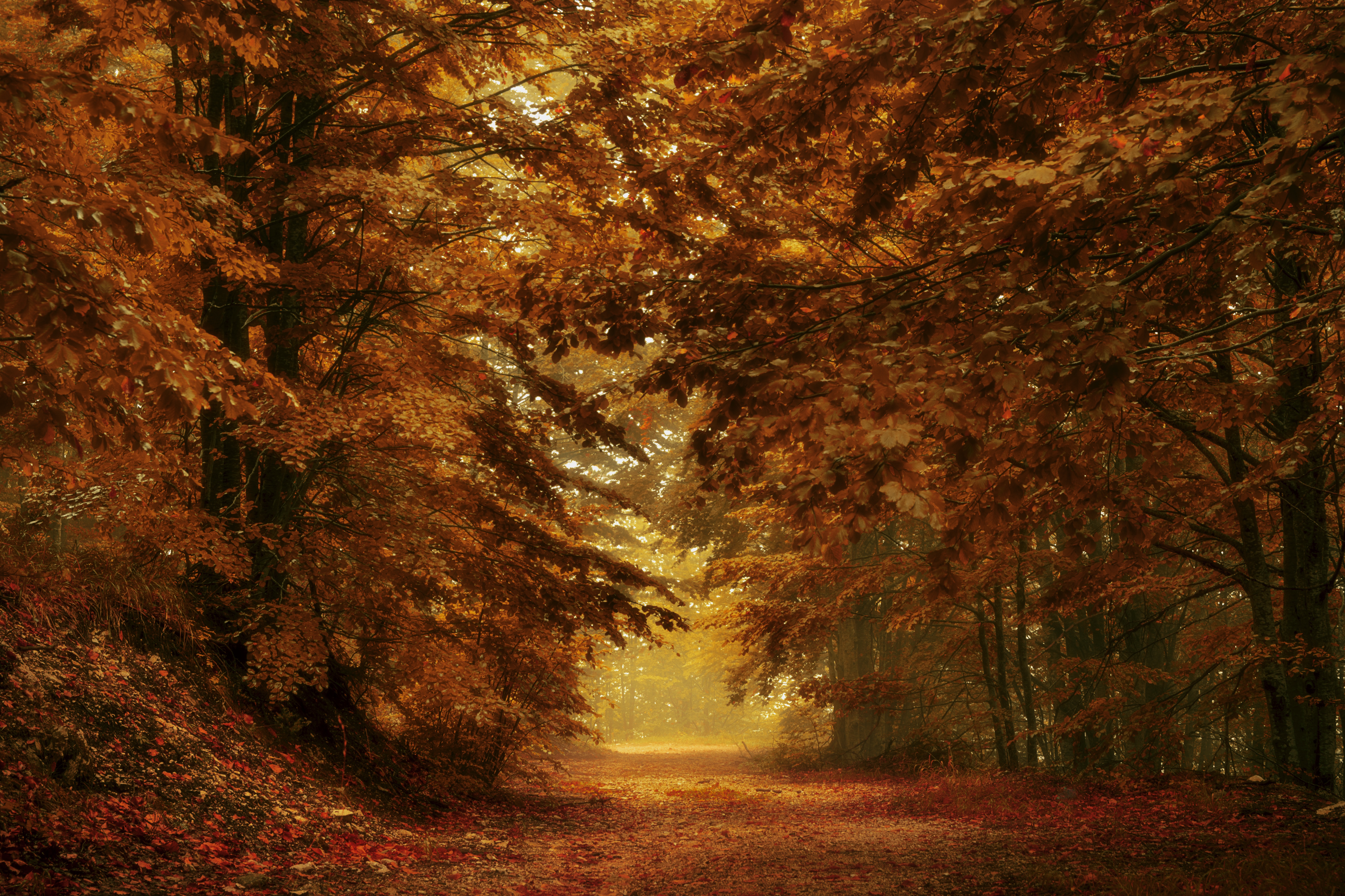 fall, Leaves, Nature, Forest, Trees Wallpaper