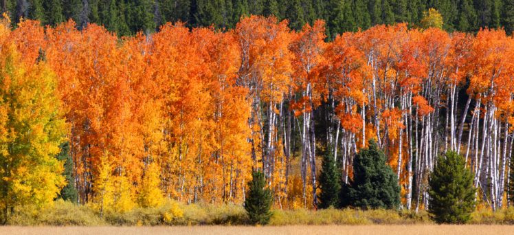 colorful, Fall, Green, Yellow, Orange, Trees, Nature HD Wallpaper Desktop Background