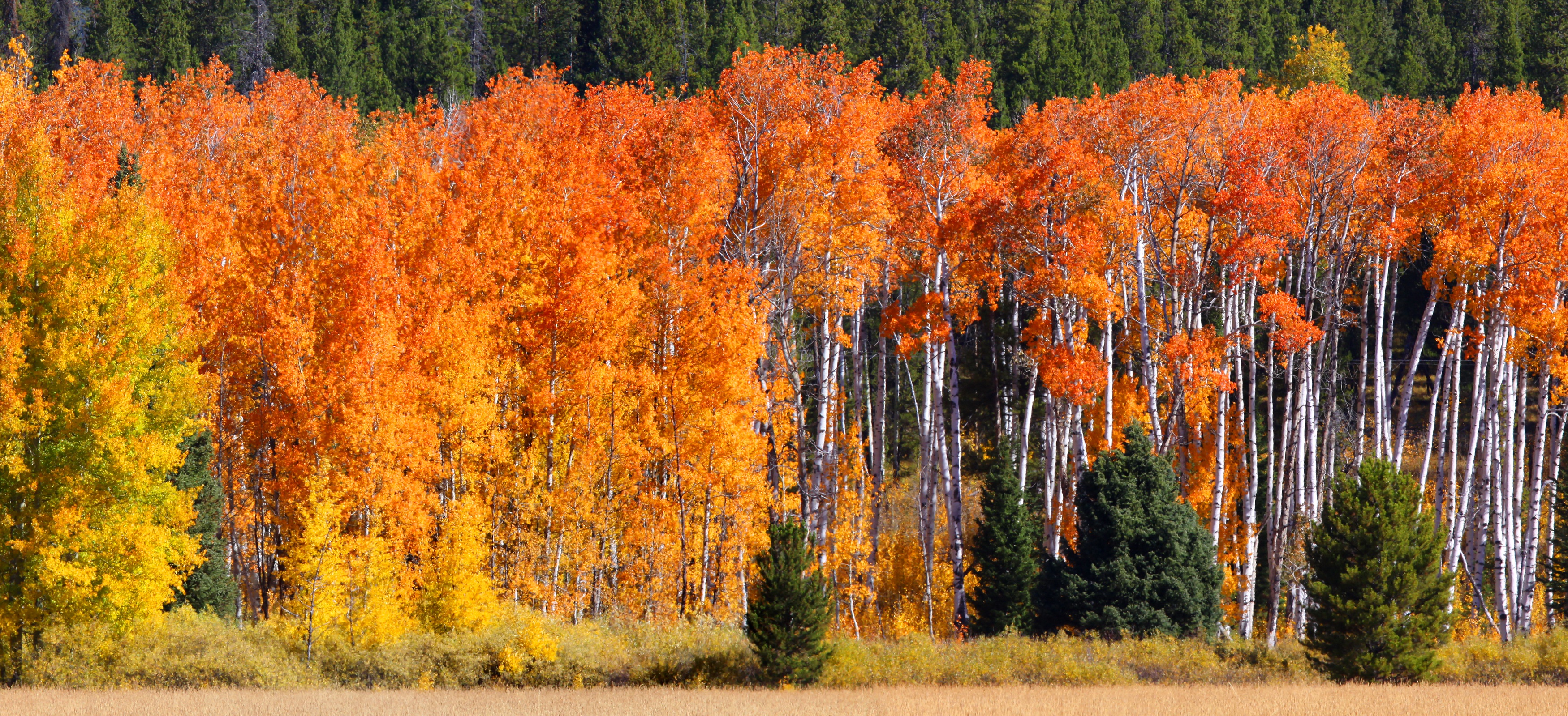 colorful, Fall, Green, Yellow, Orange, Trees, Nature Wallpaper