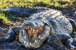 teeth, Crocodiles, Animals