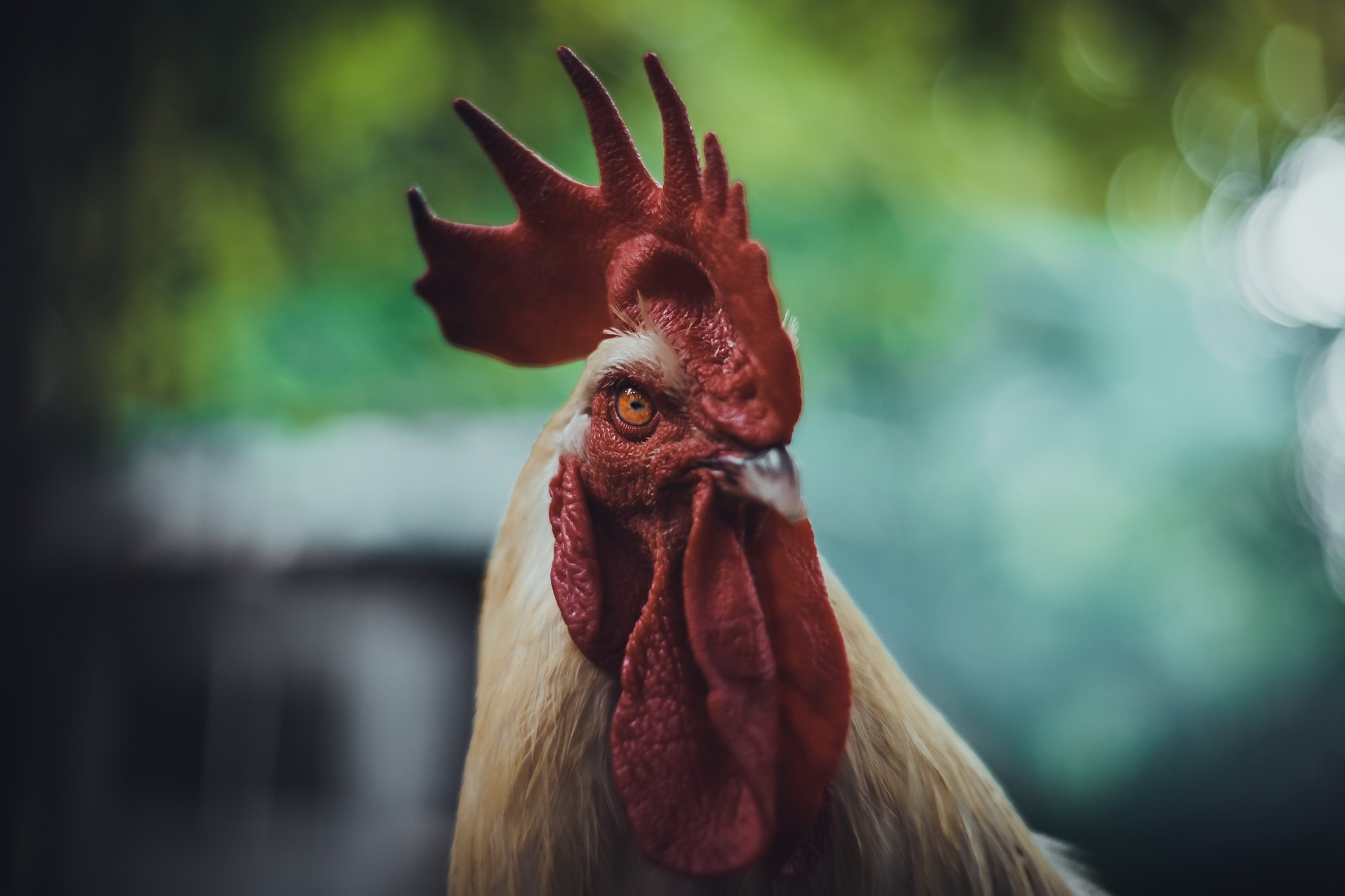 animals, Chicken, Rooster Wallpaper