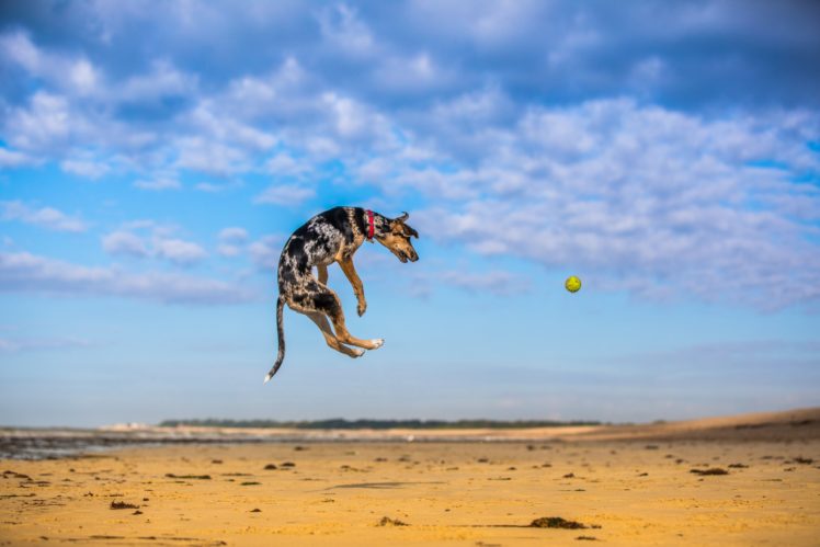 balls, Sky, Nature, Dog, Jumping, Animals HD Wallpaper Desktop Background