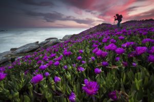 photographer, Sky, Sea, Coast, Purple flowers, Flowers, Nature, Plants