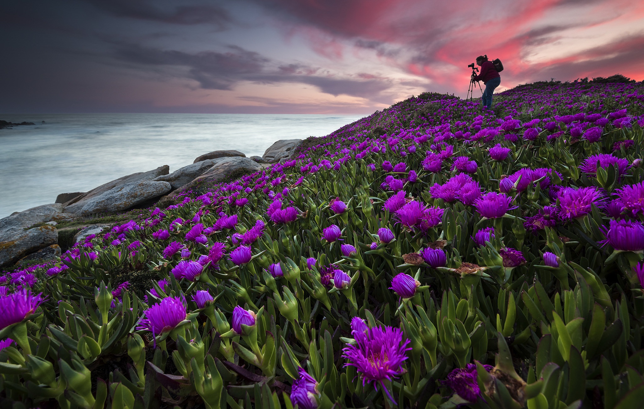 photographer, Sky, Sea, Coast, Purple flowers, Flowers, Nature, Plants Wallpaper
