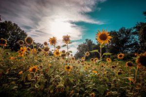 sunflowers, Colorful, Nature, Flowers, Plants
