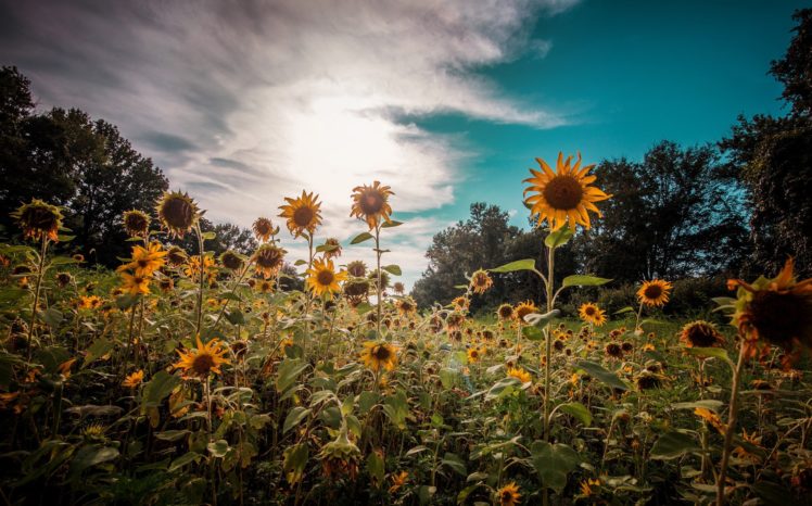 sunflowers, Colorful, Nature, Flowers, Plants HD Wallpaper Desktop Background