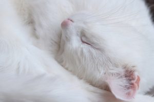 sleeping, Cat, Animals, White