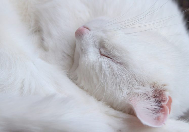 sleeping, Cat, Animals, White HD Wallpaper Desktop Background