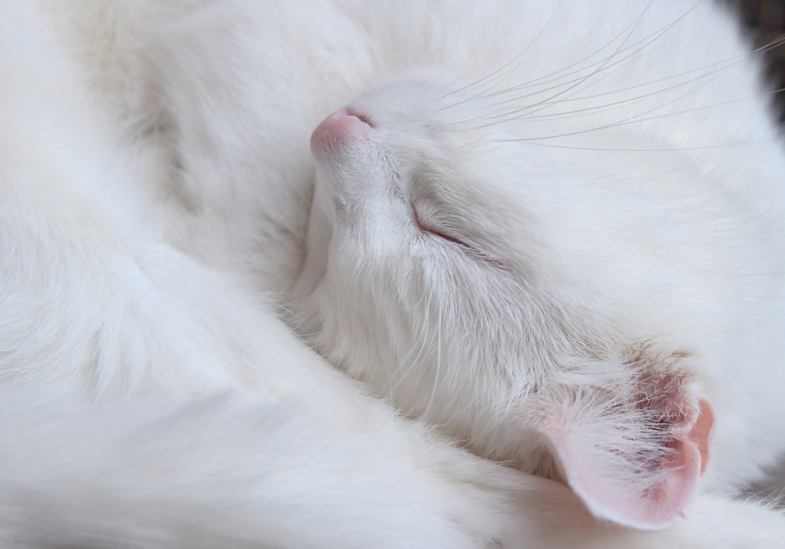 sleeping, Cat, Animals, White Wallpaper