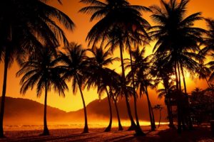 palm trees, Sunlight, Dust