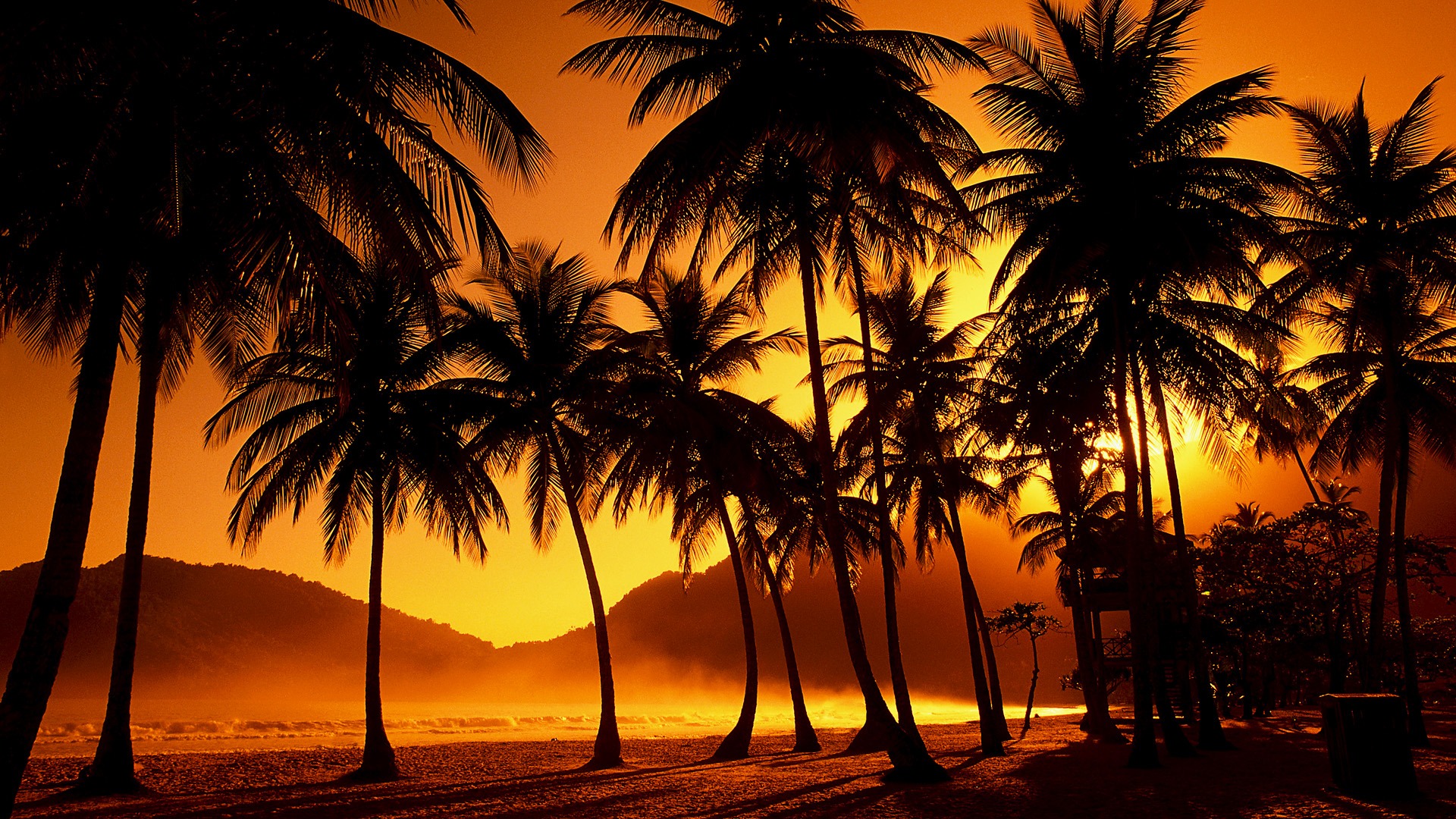 palm trees, Sunlight, Dust Wallpaper