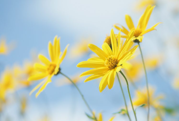 plants, Nature, Yellow flowers, Flowers HD Wallpaper Desktop Background