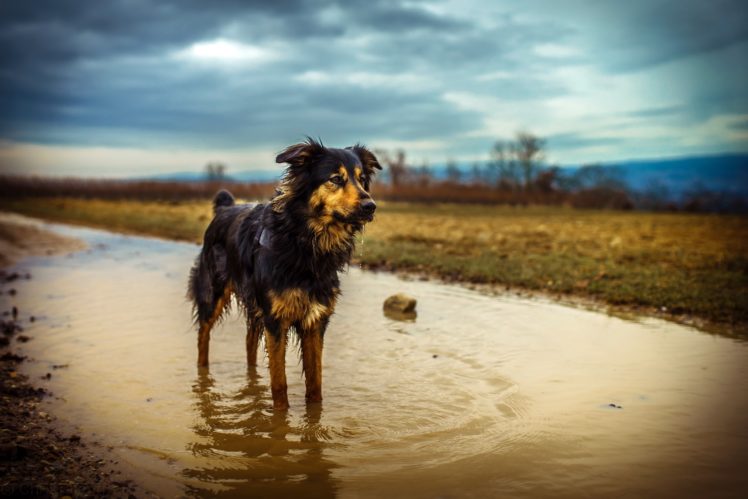 water, Wet, Nature, Animals, Dog, Australian Shephard HD Wallpaper Desktop Background