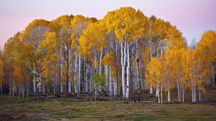 forest, Fall, Utah, Landscape HD Wallpaper Desktop Background