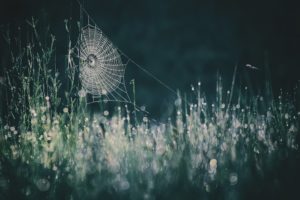 nature, Spiderwebs