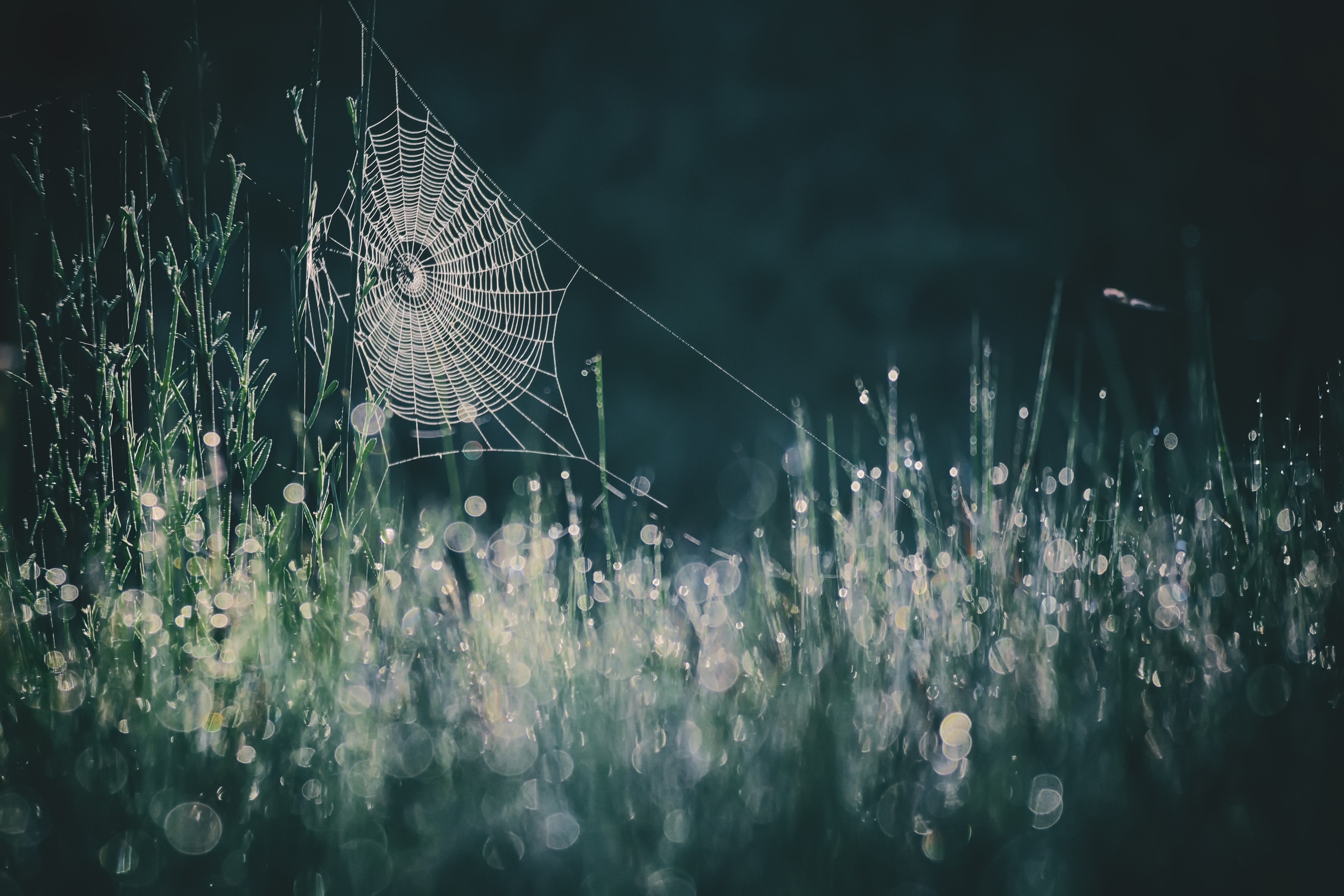 nature, Spiderwebs Wallpaper