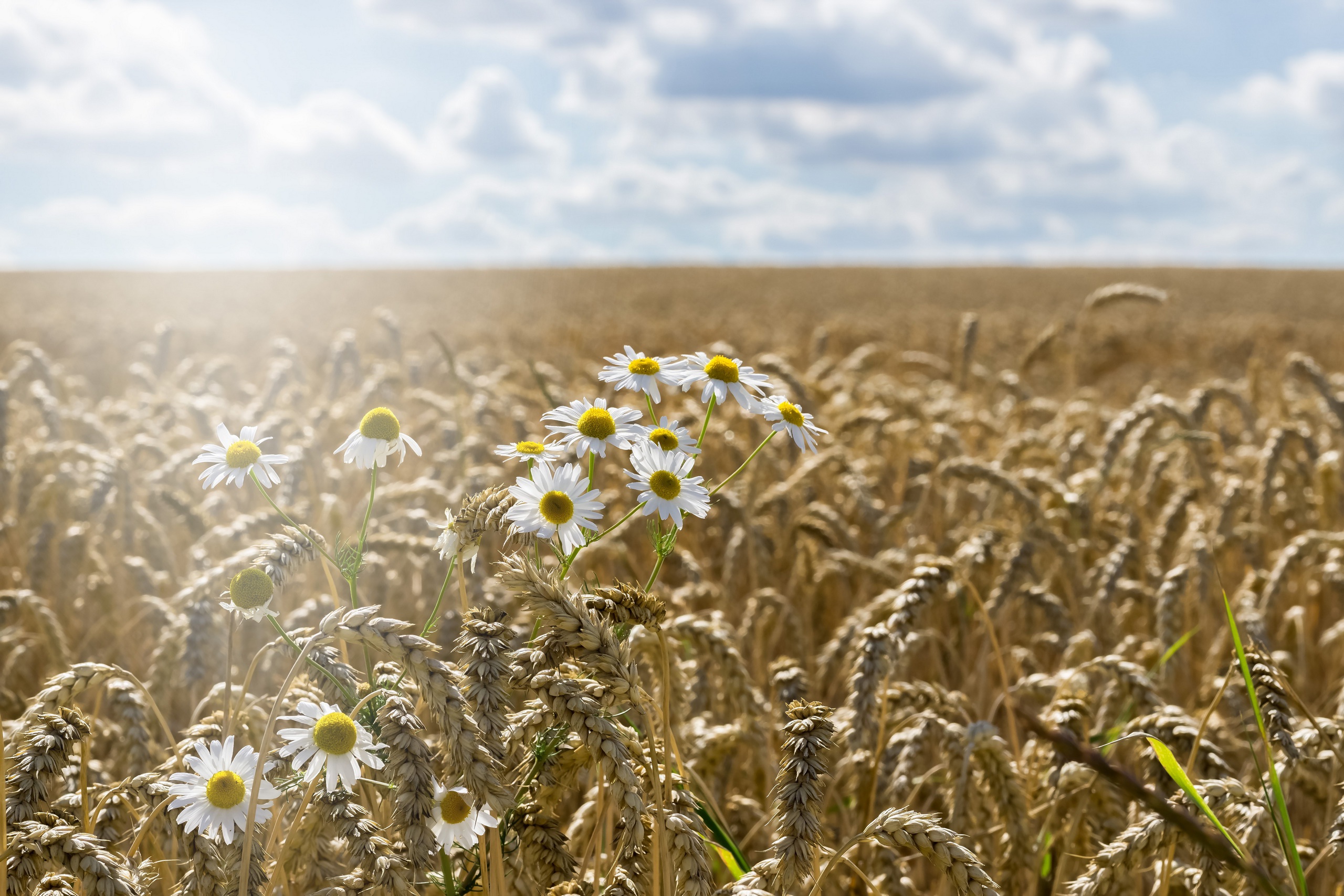 field, Landscape, Flowers, Sky, Blue, Plants Wallpaper