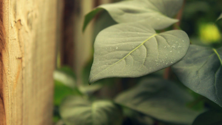 leaves, Green, Plants, Nature HD Wallpaper Desktop Background