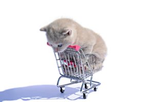 shopping cart, Cat, White, Animals