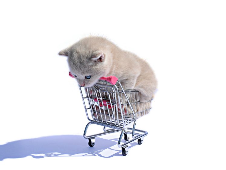 shopping cart, Cat, White, Animals HD Wallpaper Desktop Background