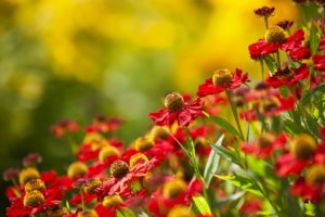 colorful, Plants, Flowers, Red flowers