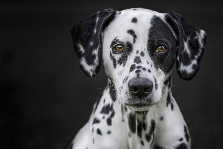 face, Black, White, Dog, Animals HD Wallpaper Desktop Background