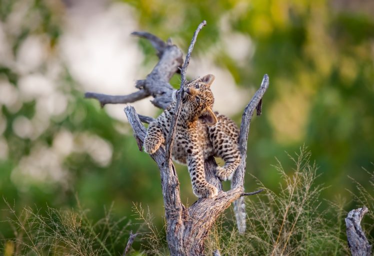 animals, Nature, Leopard HD Wallpaper Desktop Background