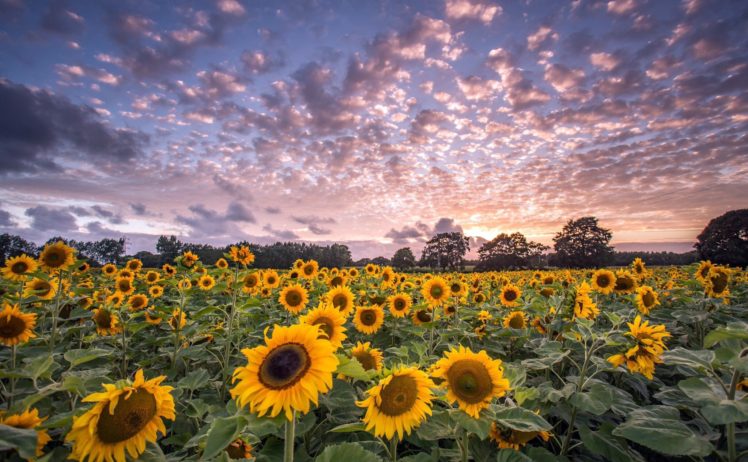 flowers, Sky, Field, Sunflowers, Sunlight, Colorful, Plants HD Wallpaper Desktop Background