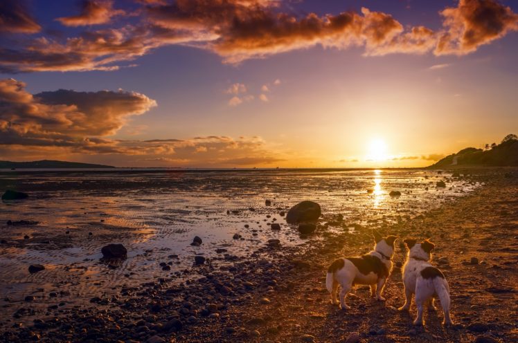 nature, Sky, Sunlight, Dog, Animals HD Wallpaper Desktop Background