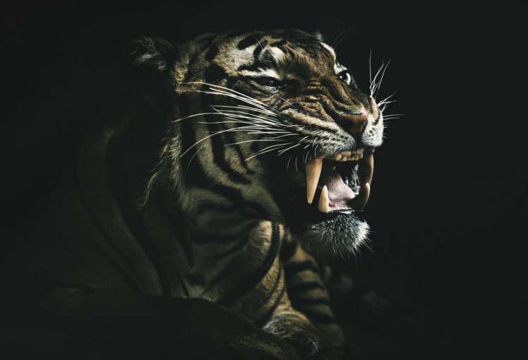 teeth, Dark, Animals, Tiger HD Wallpaper Desktop Background