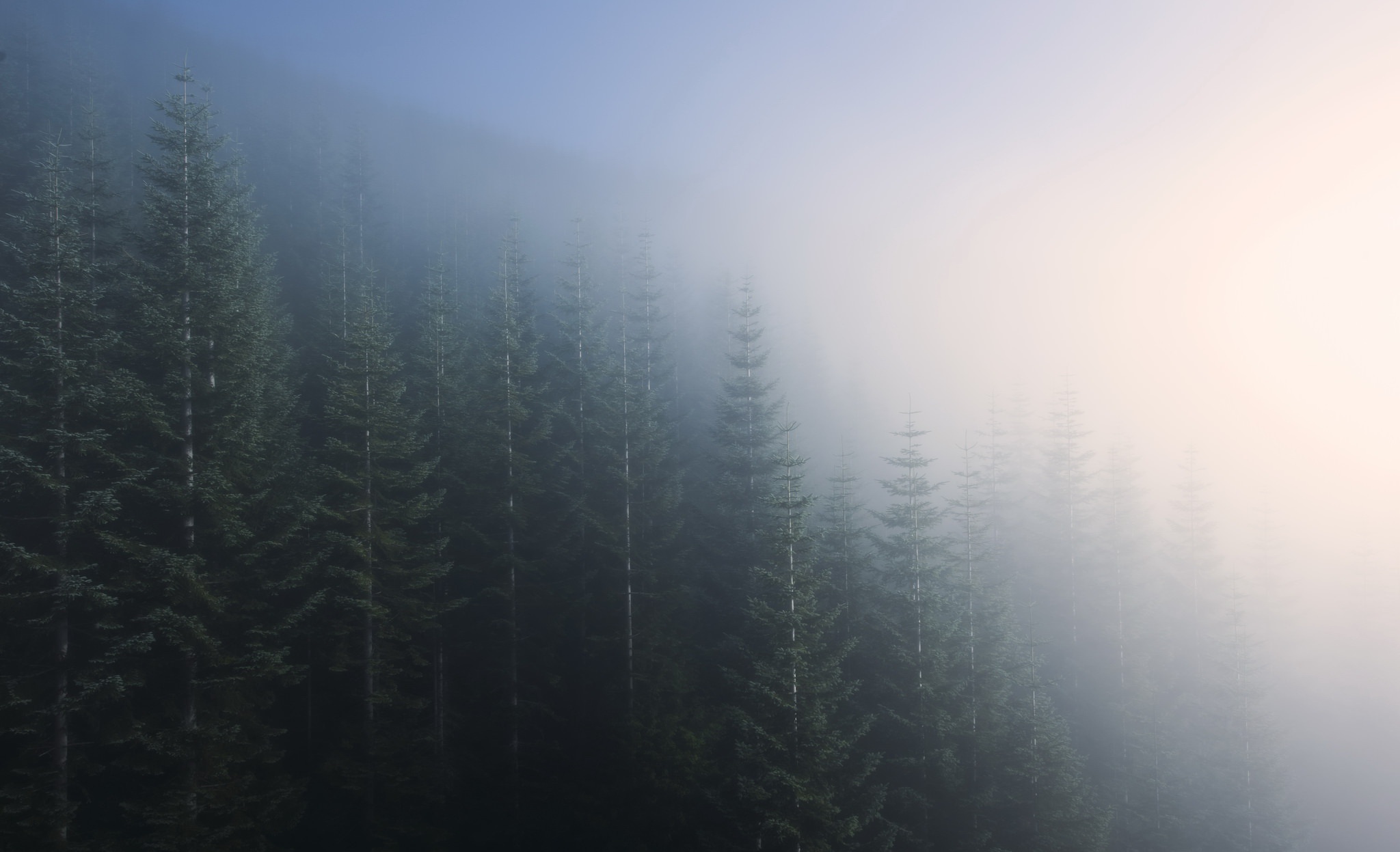 mist, Nature, Landscape, Trees Wallpaper