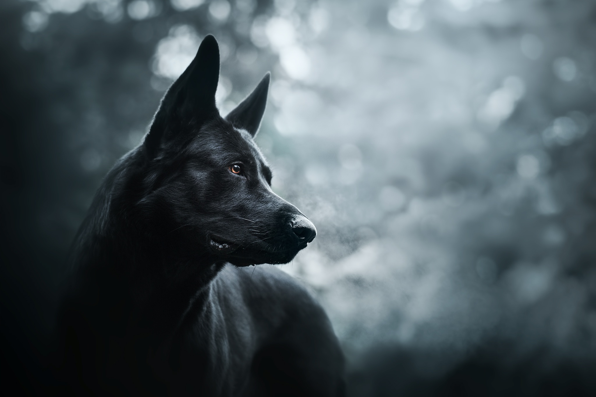 dark, Dog, Animals Wallpapers HD / Desktop and Mobile Backgrounds