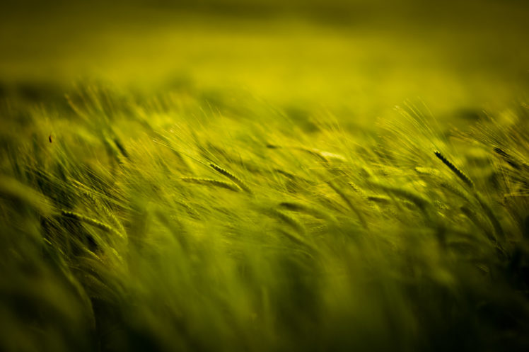 green, Nature, Field, Plants HD Wallpaper Desktop Background